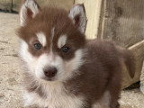 Vente de 2 chiots Husky de Sibérie non LOF, mâle et femelle de mars 2026