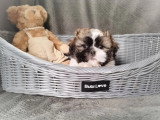 Chiot Shih Tzu femelle non LOF à vendre né en février 2026