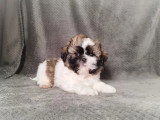 Chiot Shih Tzu femelle non LOF à vendre né en février 2026