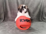 Chiot Shih Tzu femelle non LOF à vendre né en février 2026
