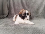Chiot Shih Tzu femelle non LOF à vendre né en février 2026