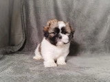 Chiot Shih Tzu femelle non LOF à vendre né en février 2026