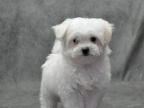 1 chiot Bichon Maltais non LOF né en février 2026 à vendre