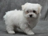 1 chiot Bichon Maltais non LOF né en février 2026 à vendre