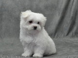 1 chiot Bichon Maltais non LOF né en février 2026 à vendre