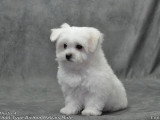 1 chiot Bichon Maltais non LOF né en février 2026 à vendre