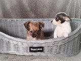 Chiot Chihuahua non LOF né en mars 2026 à vendre