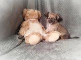 Chiot Chihuahua non LOF né en mars 2026 à vendre