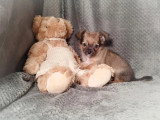 Chiot Chihuahua non LOF né en mars 2026 à vendre