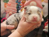 5 chiots Berger Américain Miniature LOF d'avril 2026 à réserver