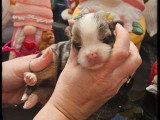 5 chiots Berger Américain Miniature LOF d'avril 2026 à réserver
