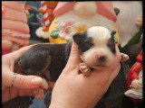 5 chiots Berger Américain Miniature LOF d'avril 2026 à réserver