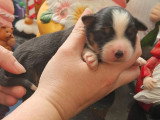 5 chiots Berger Américain Miniature LOF d'avril 2026 à réserver