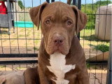 Chiot femelle American Bully XL choco non LOF à vendre