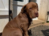 Chiot femelle American Bully XL choco non LOF à vendre