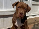 Chiot femelle American Bully XL choco non LOF à vendre