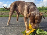 Chiot femelle American Bully XL choco non LOF à vendre