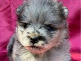 Chiot femelle Spitz Nain Poméranien bleu merle à réserver non LOF, né en avril 2026