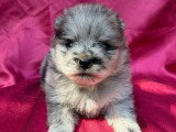Chiot femelle Spitz Nain Poméranien bleu merle à réserver non LOF, né en avril 2026