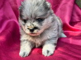 Chiot femelle Spitz Nain Poméranien bleu merle à réserver non LOF, né en avril 2026