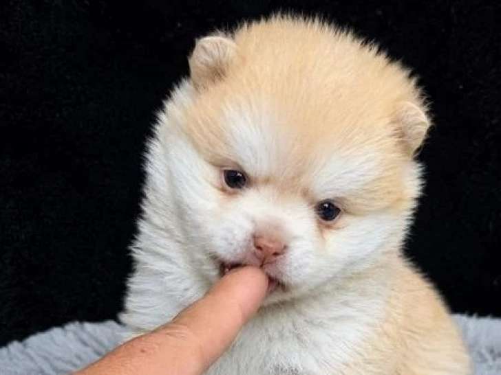 Chiot femelle Pomsky non LOF couleur chocolat fauve à réserver