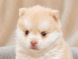 Chiot femelle Pomsky non LOF couleur chocolat fauve à réserver