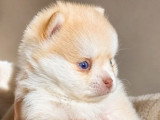 Chiot femelle Pomsky non LOF couleur chocolat fauve à réserver