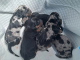5 chiots Teckels non LOF nés en mai 2026 à réserver