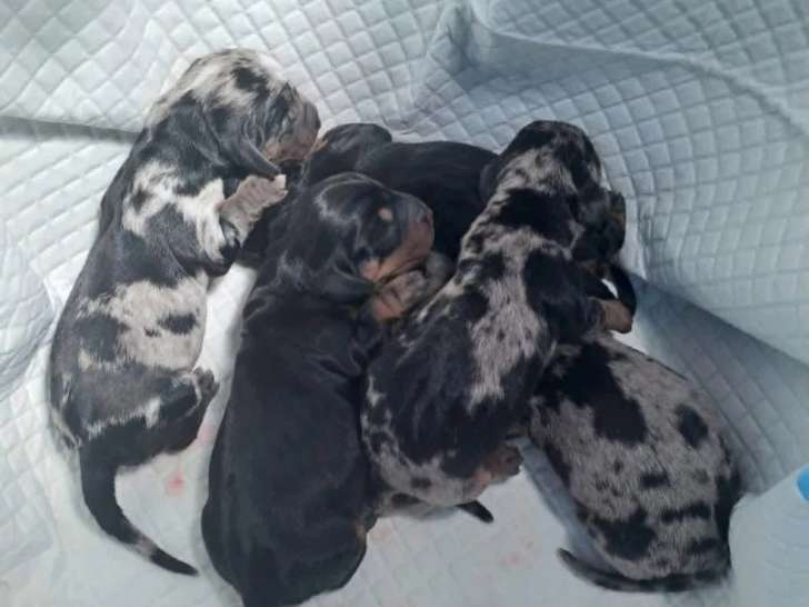 5 chiots Teckels non LOF nés en mai 2026 à réserver