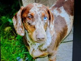 5 chiots Teckels non LOF nés en mai 2026 à réserver