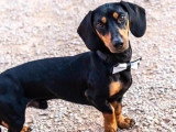5 chiots Teckels non LOF nés en mai 2026 à réserver