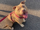 Chienne de type American Bully à donner