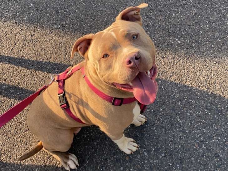 Chienne de type American Bully à donner
