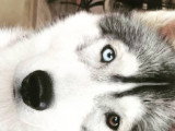 Chien adulte Husky à donner