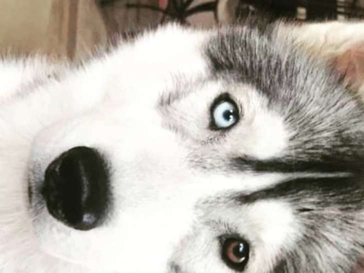 Chien adulte Husky à donner