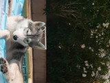Chien adulte Husky à donner