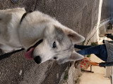 Chien adulte Husky à donner