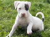 Chiot femelle American Staff blanc et bleu à vendre