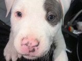 Chiot femelle American Staff blanc et bleu à vendre