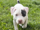 Chiot femelle American Staff blanc et bleu à vendre