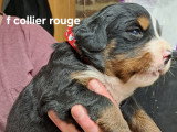 Chiots Bouvier Bernois non LOF à vendre