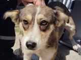 Hpe, chienne douce à adopter en association