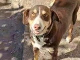 Toby, chien câlin à adopter en association