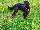 Recherche femelle Setter Gordon pour saillie