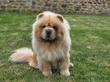 Mâle Chow Chow disponible pour saillie