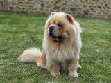 Mâle Chow Chow disponible pour saillie