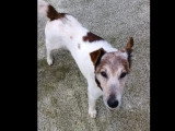 En quête d'un foyer : chien de 16 ans au pelage marron et blanc