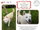 En attente d'un foyer : chien Husky de Sibérie de 11 ans au pelage beige