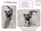 À la recherche d'une famille : chienne Labrador de 6 ans au pelage gris