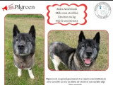 En quête d'un foyer : chien Akita Américain de 11 ans au pelage gris et blanc